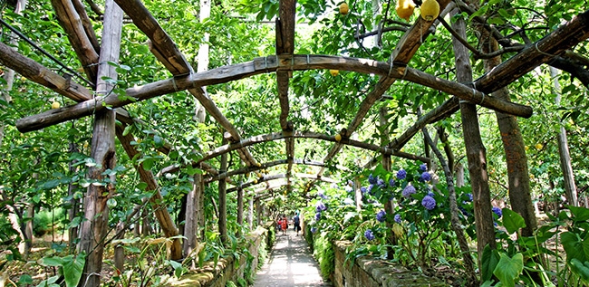 Sorrento Lemons View