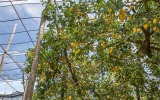 Lemon Experiences