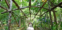 Sorrento Lemons View